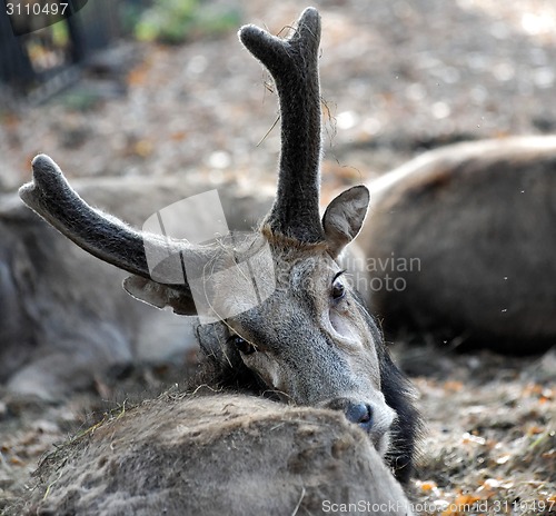 Image of Deer antlers