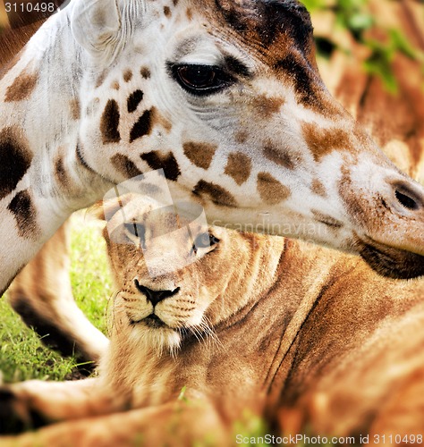 Image of Giraffe and lion