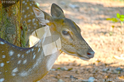 Image of Close up portrait of deer In The Meadow