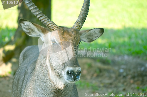 Image of Close up portrait of deer In The Meadow