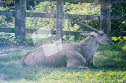 Image of Close up portrait of deer In The Meadow