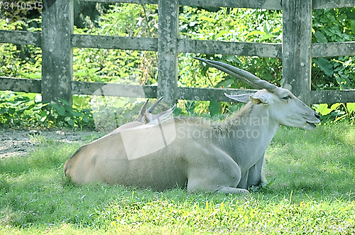 Image of Close up portrait of deer In The Meadow