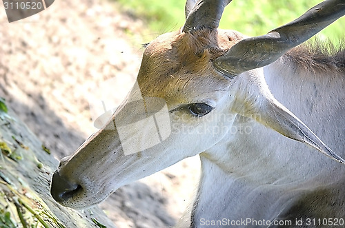 Image of Close up portrait of deer In The Meadow