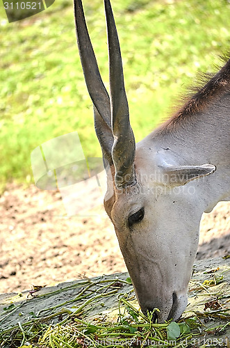 Image of Close up portrait of deer In The Meadow