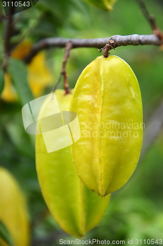 Image of Star apples