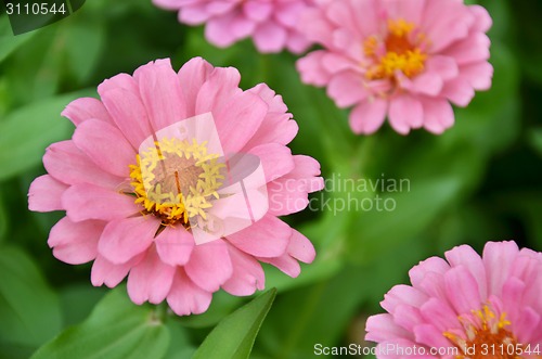Image of Pink chrysanthemum flowers 