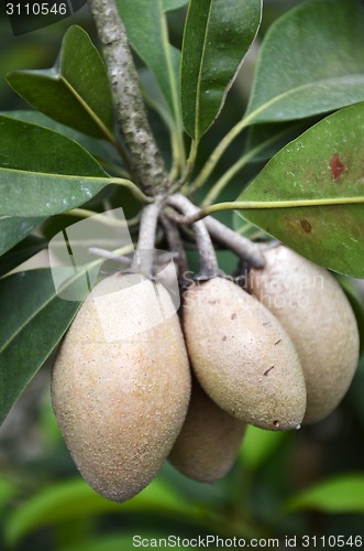 Image of Chiku fruits on the tree