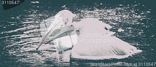 Image of Photo of beautiful white swan in the lake