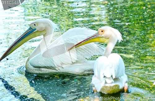Image of Photo of beautiful white swan in the lake