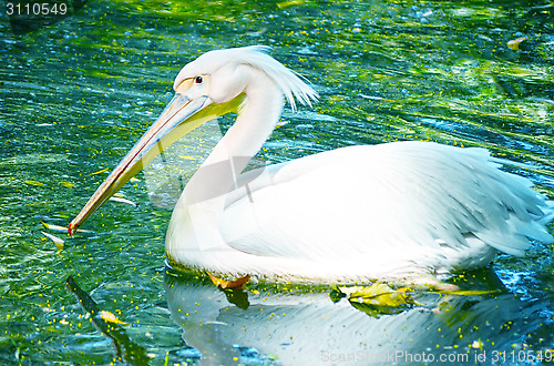 Image of Photo of beautiful white swan in the lake