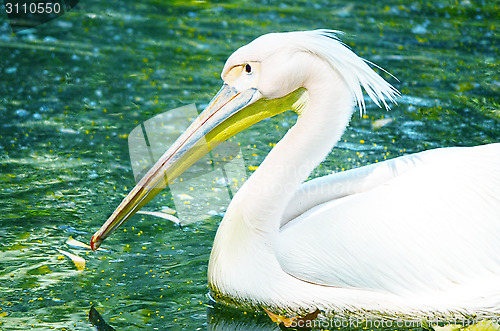 Image of Photo of beautiful white swan in the lake