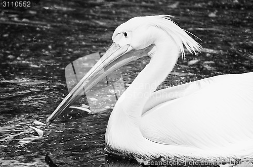 Image of Photo of beautiful white swan in the lake
