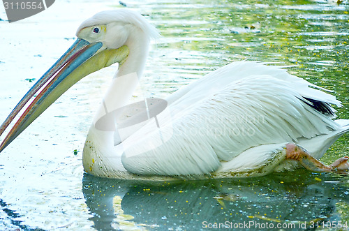 Image of Photo of beautiful white swan in the lake