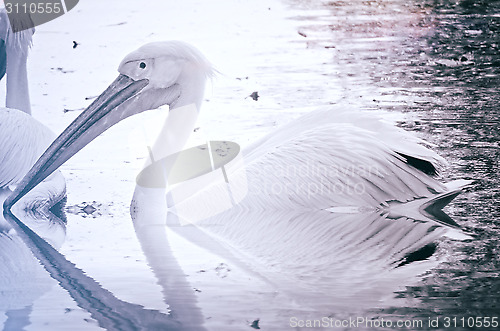 Image of Photo of beautiful white swan in the lake