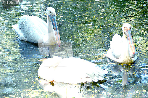 Image of Photo of beautiful white swan in the lake