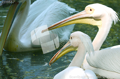 Image of Photo of beautiful white swan in the lake