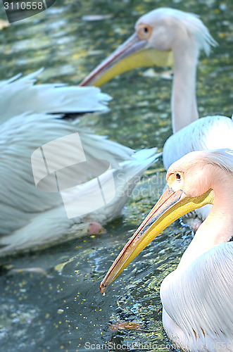 Image of Photo of beautiful white swan in the lake