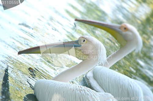 Image of Photo of beautiful white swan in the lake