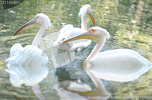 Image of Photo of beautiful white swan in the lake