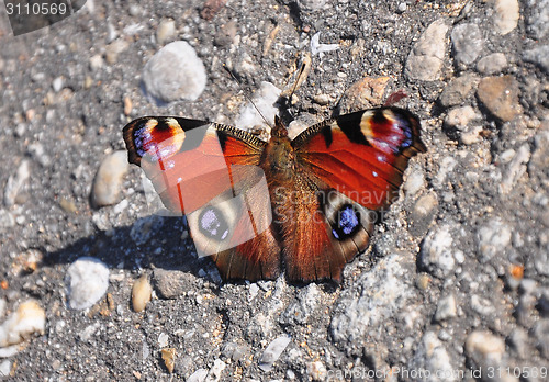 Image of Peacock (Inachis io)