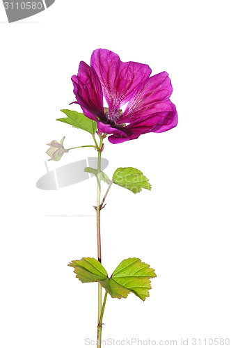 Image of Mallow (Malva sylvestris mauritiana)