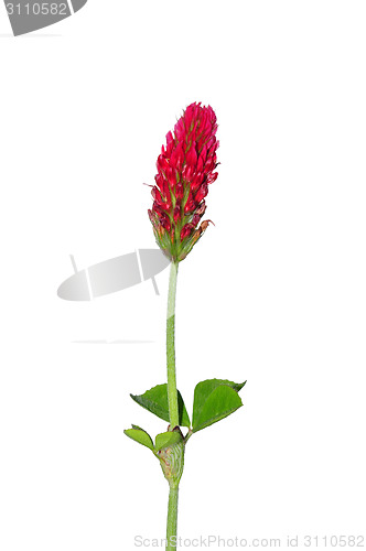 Image of Crimson clover (Trifolium incarnatum)