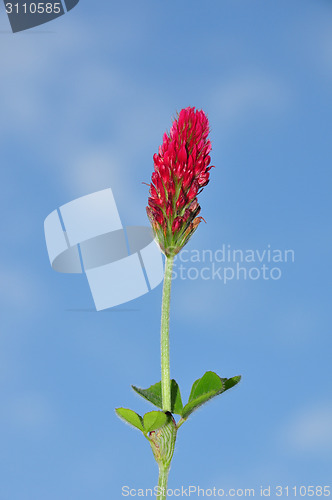 Image of Crimson clover (Trifolium incarnatum)