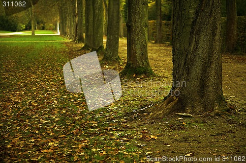 Image of Autumn trees
