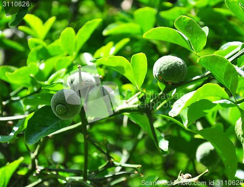 Image of Trifoliate orange (Poncirus trifoliata)