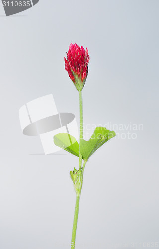 Image of Crimson clover (Trifolium incarnatum)