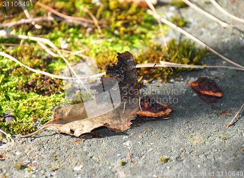 Image of Comma (Polygonia c-album)