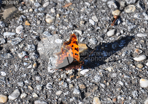 Image of Comma (Polygonia c-album)