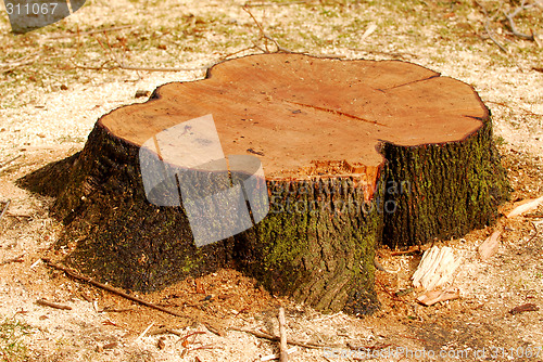 Image of Tree stump