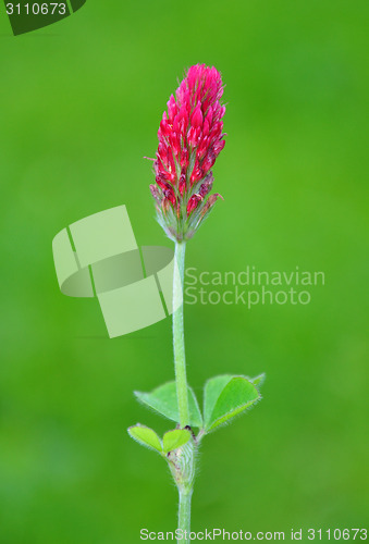 Image of Crimson clover (Trifolium incarnatum)