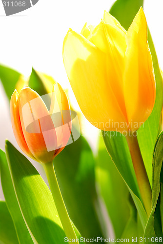 Image of Tulips