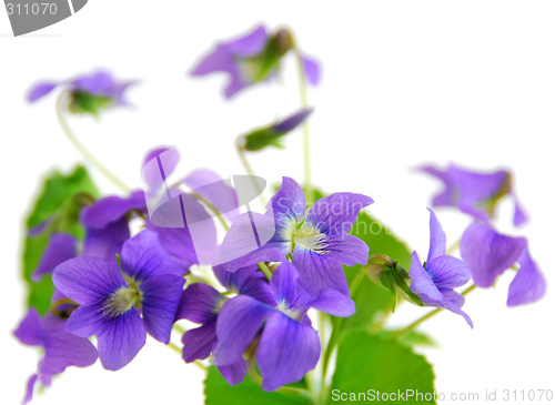 Image of Violets