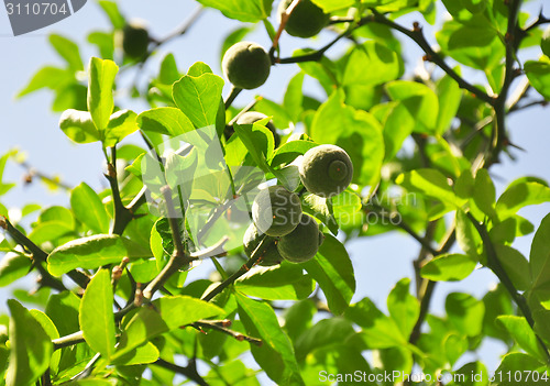 Image of Trifoliate orange (Poncirus trifoliata)