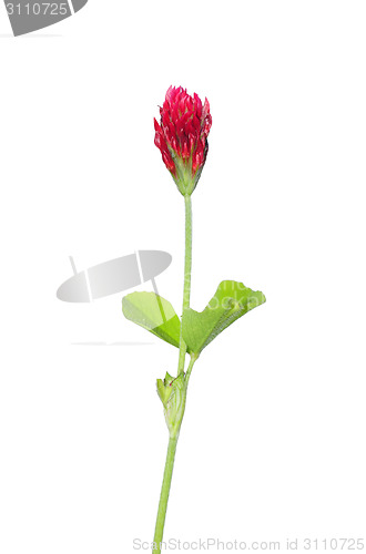 Image of Crimson clover (Trifolium incarnatum)