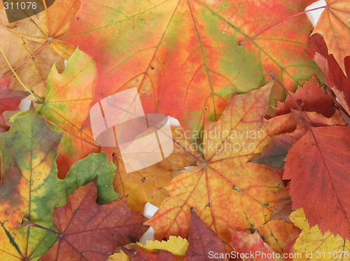 Image of autumn leaves