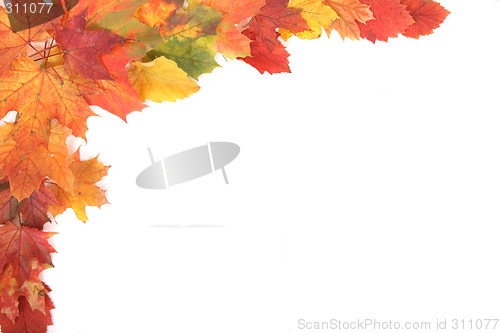 Image of autumn leaves