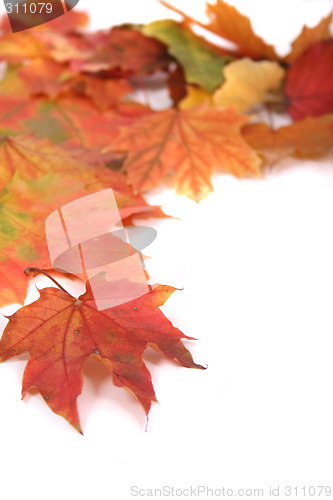 Image of autumn leaves