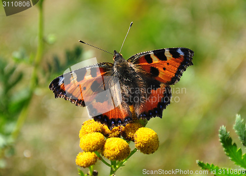 Image of Small tortoiseshell (Aglais urticae)