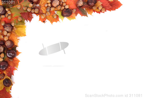 Image of autumn leaves