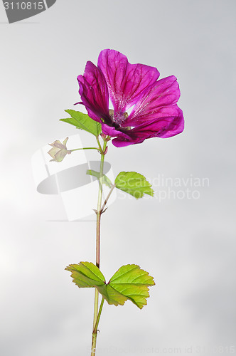 Image of Mallow (Malva sylvestris mauritiana)