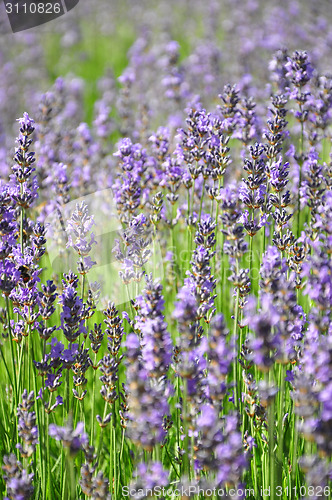 Image of Lavender field
