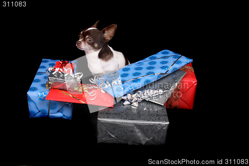 Image of chihuahua and presents