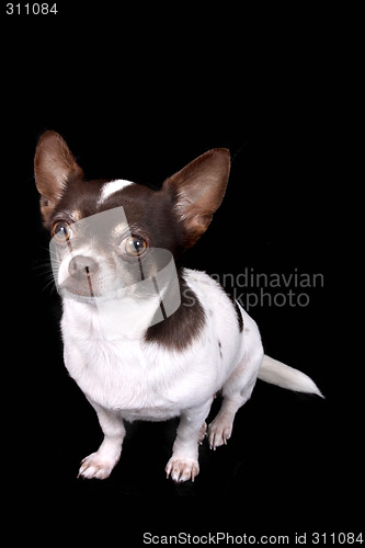 Image of chihuahua