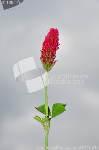 Image of Crimson clover (Trifolium incarnatum)