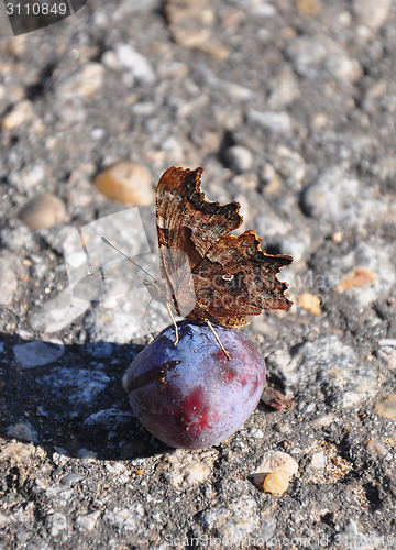 Image of Comma (Polygonia c-album)