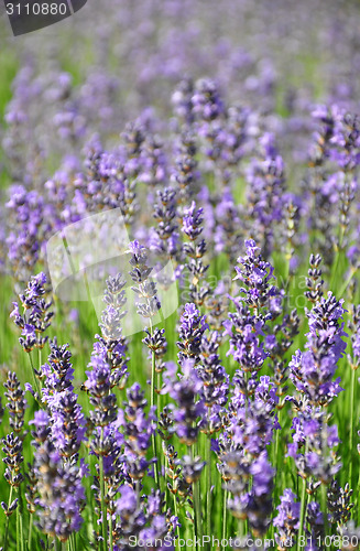Image of Lavender field